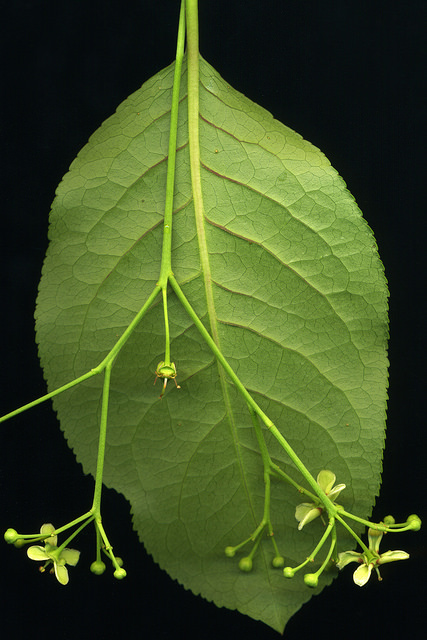 Euonymus europaeus