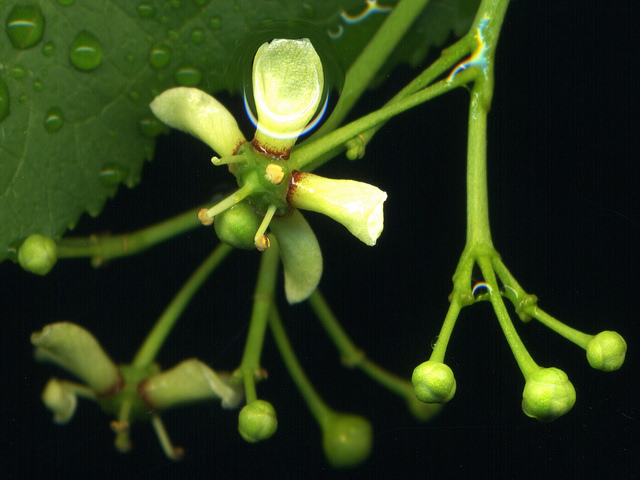 Euonymus europaeus