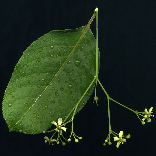 Euonymus europaeus