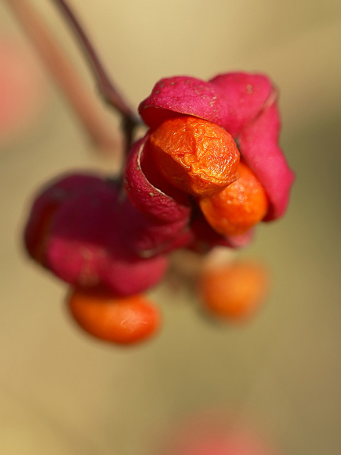 Euonymus europaeus