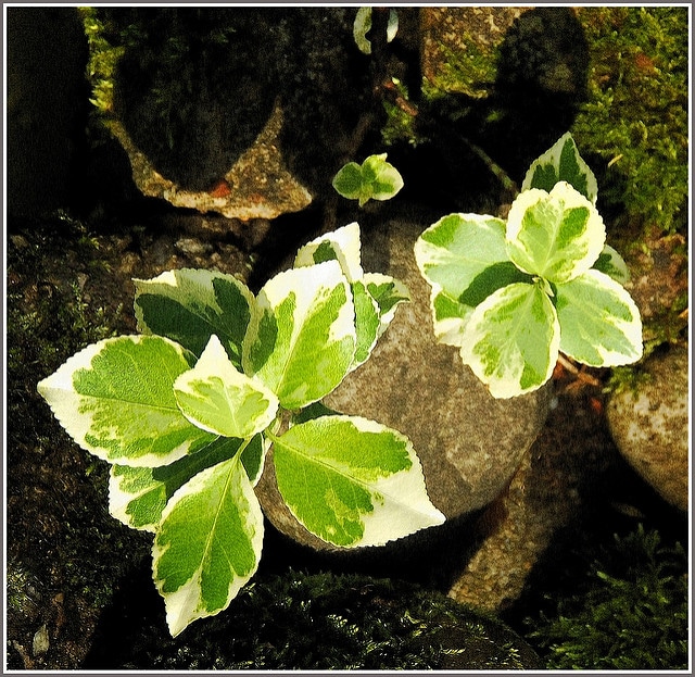 Fusain de fortune