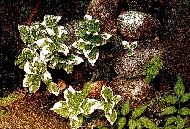 Fusain de fortune (Euonymus fortunei)