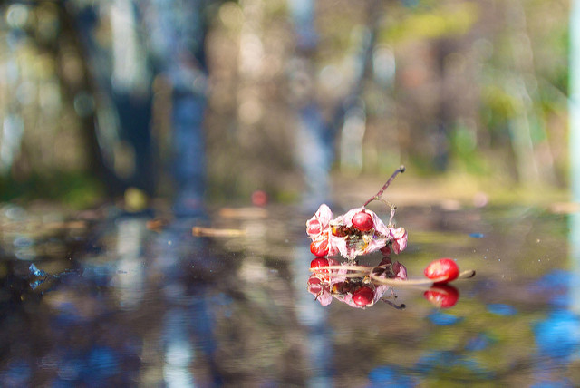 Fusain de hamilton (Euonymus hamiltonianus)