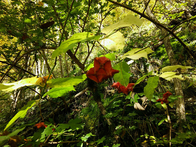 Fusain à larges feuilles (Euonymus latifolius)