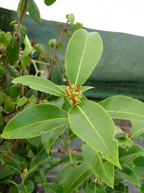 Euonymus lucidus