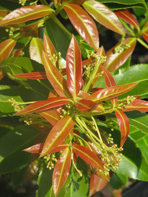 Euonymus lucidus