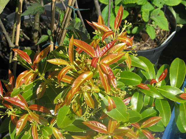 Euonymus lucidus
