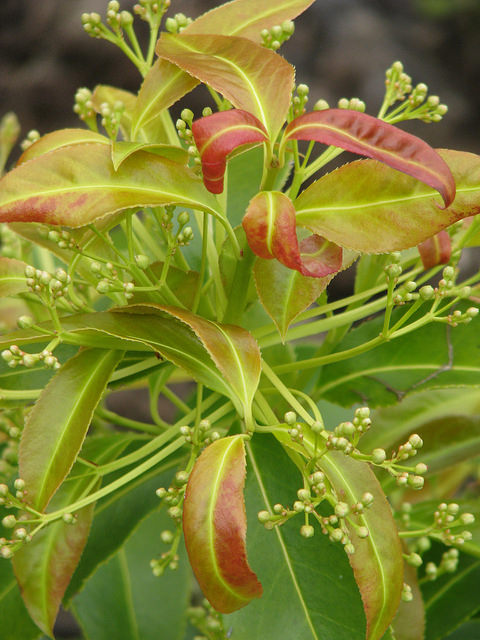 Euonymus lucidus