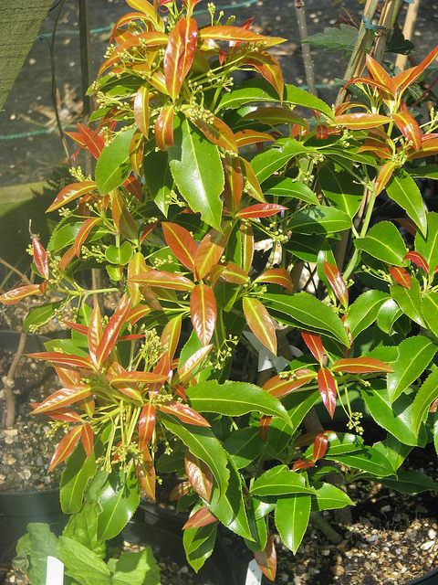 Euonymus lucidus