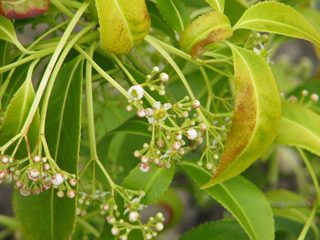 Euonymus lucidus