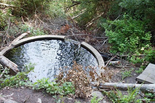 Euonymus occidentalis