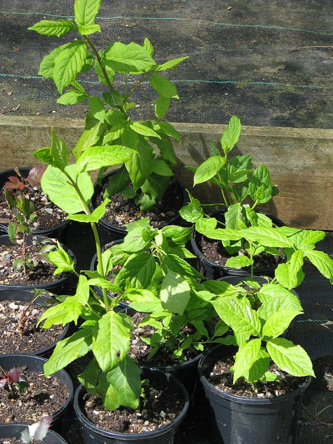 Euonymus occidentalis