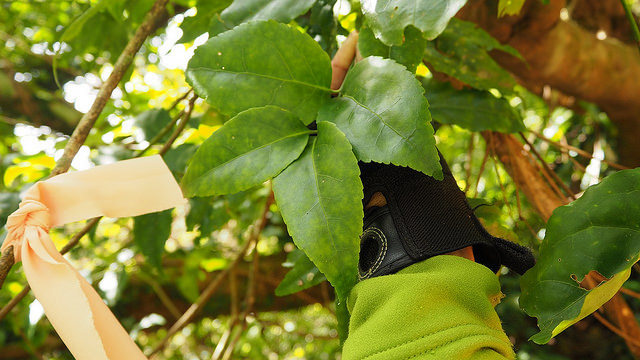Euonymus oxyphyllus