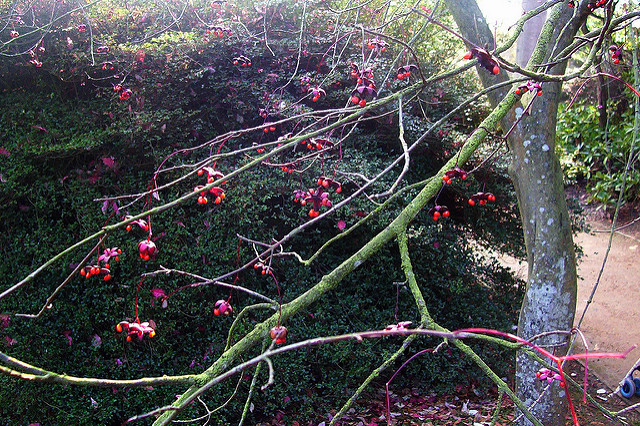 Euonymus oxyphyllus