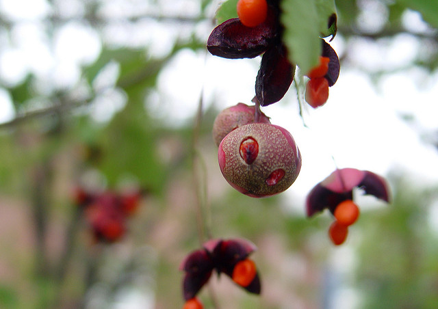 Euonymus oxyphyllus