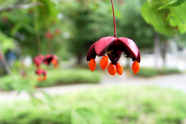 Euonymus oxyphyllus