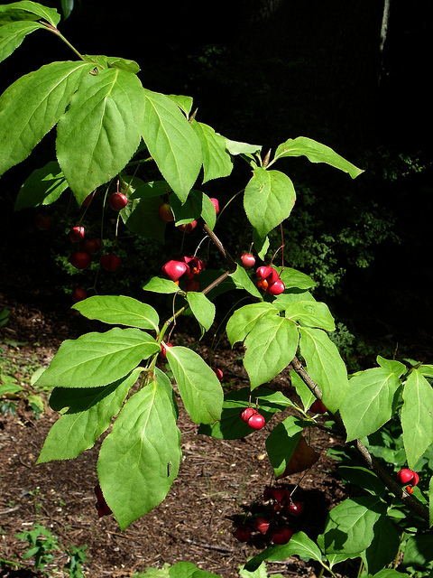 Euonymus oxyphyllus