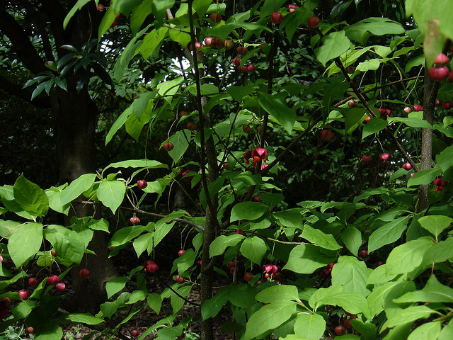 Euonymus oxyphyllus (Euonymus oxyphyllus)