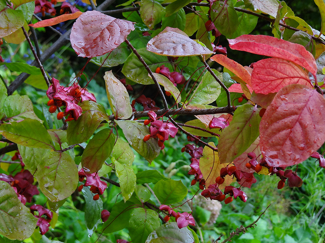 Fusain planipes (Euonymus planipes)