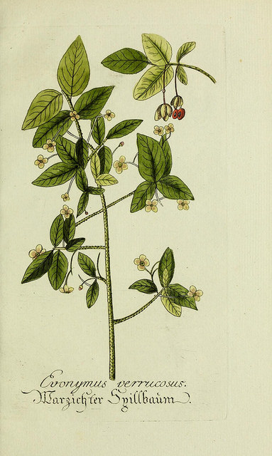 Fusain verruqueux (Euonymus verrucosus)