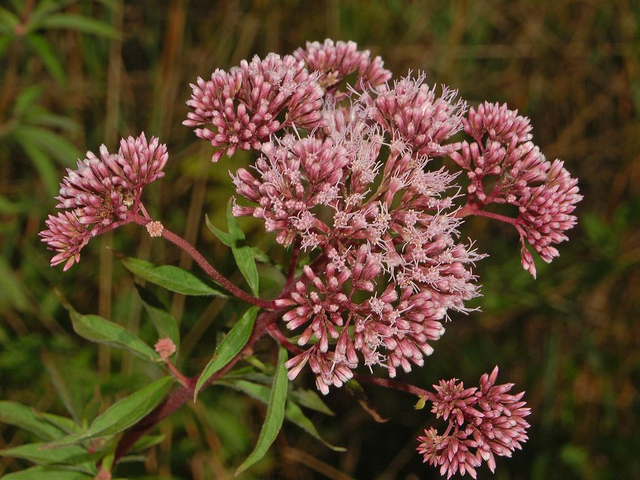 Eupatoire à feuilles de chanvre