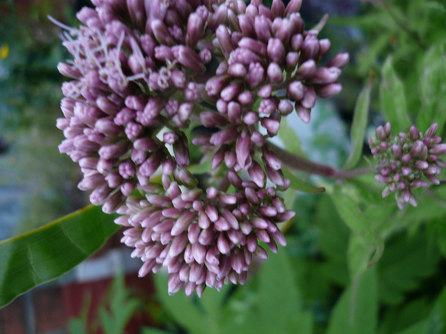 Eupatoire à feuilles de chanvre