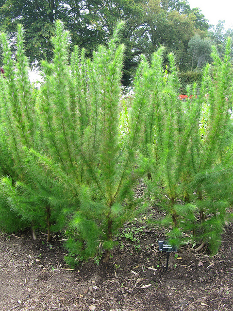 Eupatorium capillifolium