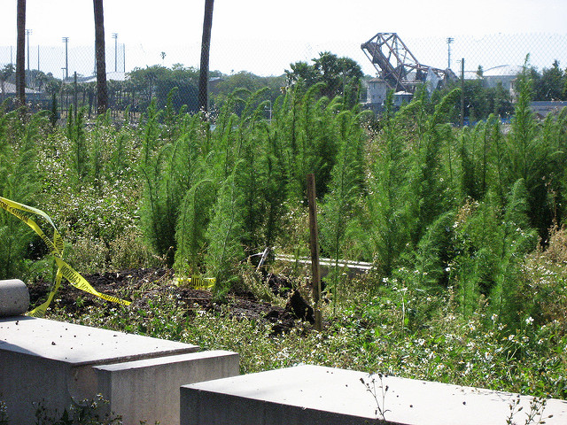 Eupatorium capillifolium