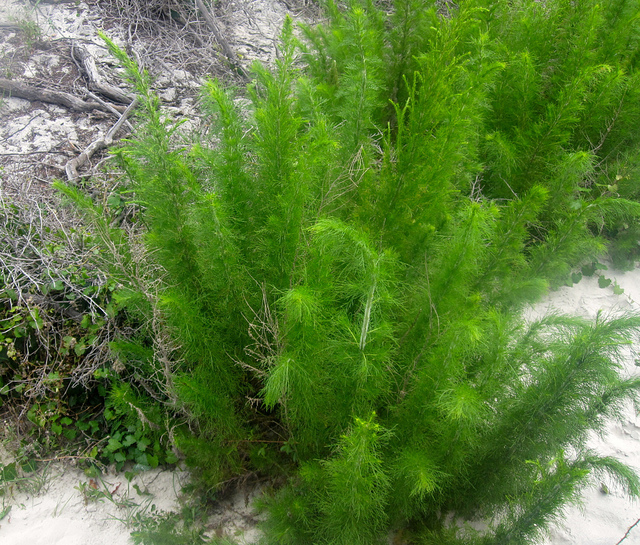 Eupatorium capillifolium