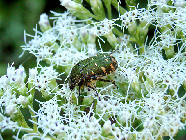 Eupatorium chinense (Eupatorium chinense)