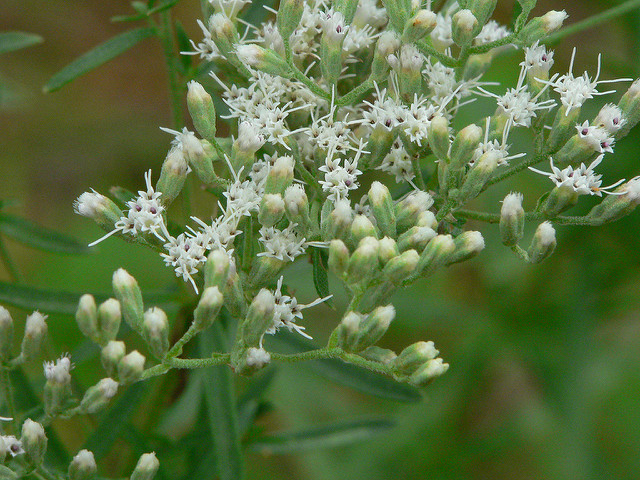Eupatorium hyssopifolium