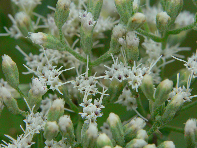 Eupatorium hyssopifolium