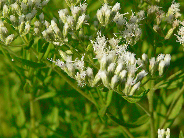 Eupatorium hyssopifolium