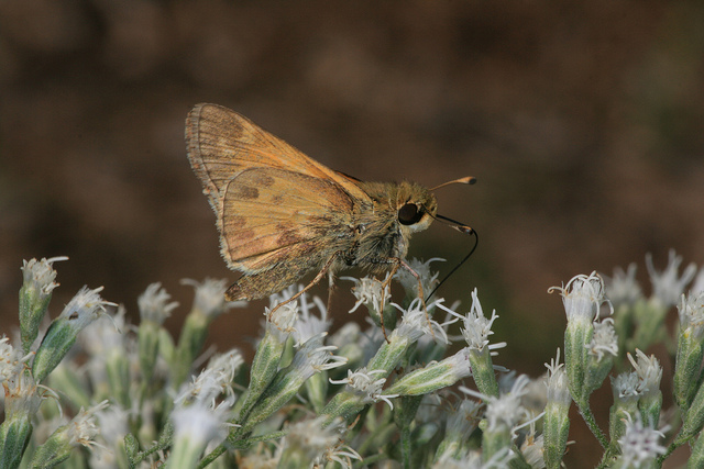 Eupatorium hyssopifolium