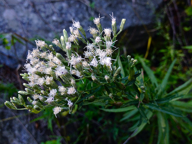 Eupatorium hyssopifolium