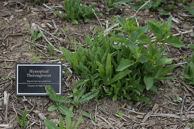 Eupatorium hyssopifolium (Eupatorium hyssopifolium)