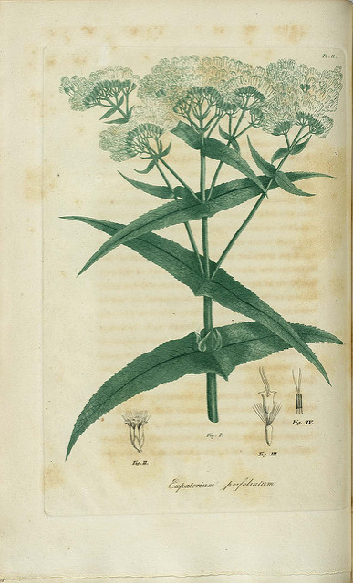Eupatoire perfoliée (Eupatorium perfoliatum)