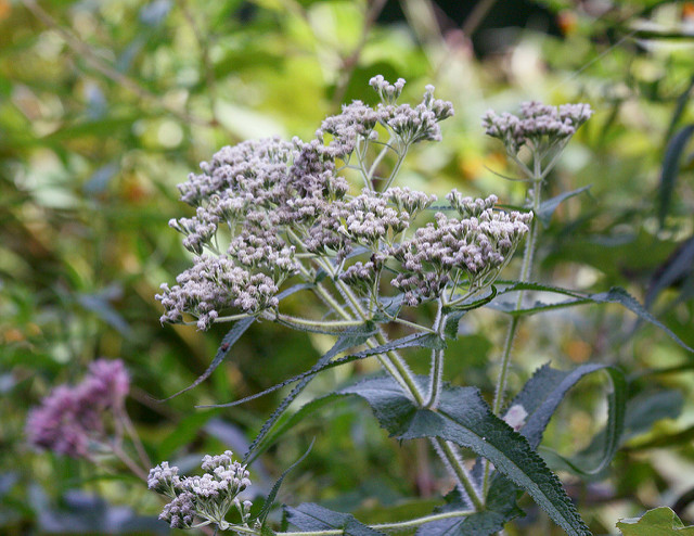 Eupatoire perfoliée