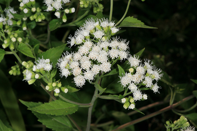Eupatoire perfoliée