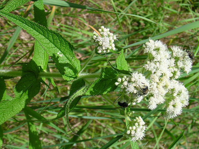 Eupatoire perfoliée