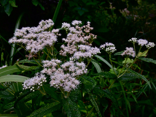 Eupatoire perfoliée