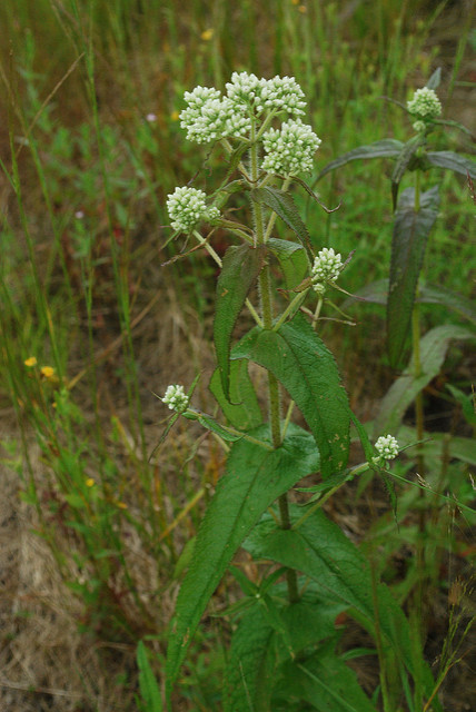 Eupatoire perfoliée