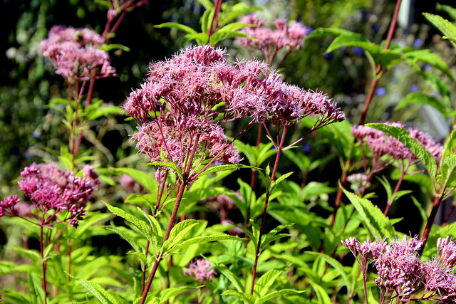 Eupatoire pourpre