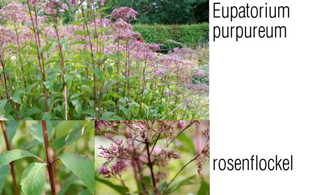 Eupatoire pourpre