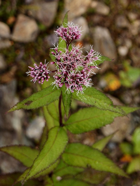 Eupatoire pourpre