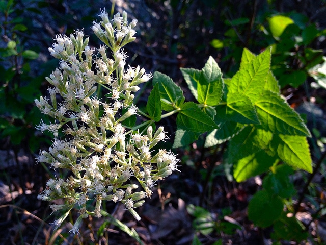 Eupatorium rotundifolium (Eupatorium rotundifolium)