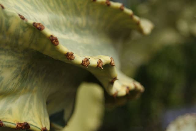 Euphorbia abyssinica