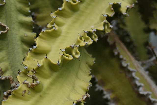 Euphorbia abyssinica