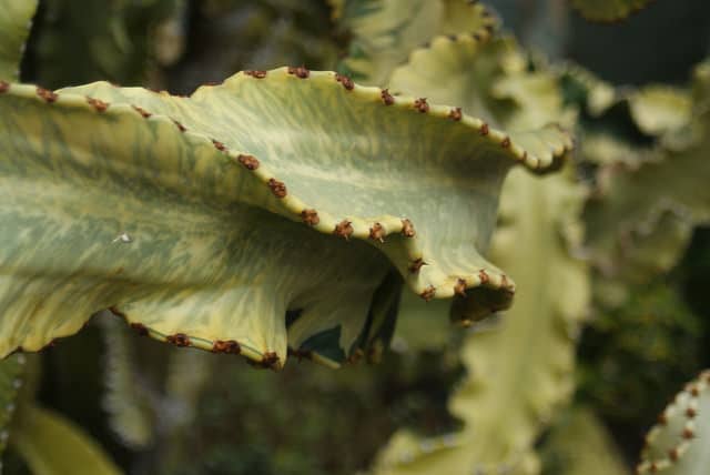 Euphorbia abyssinica