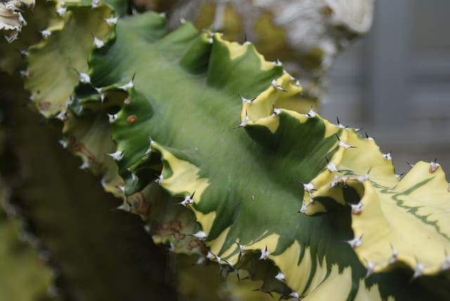 Euphorbia abyssinica (Euphorbia abyssinica)